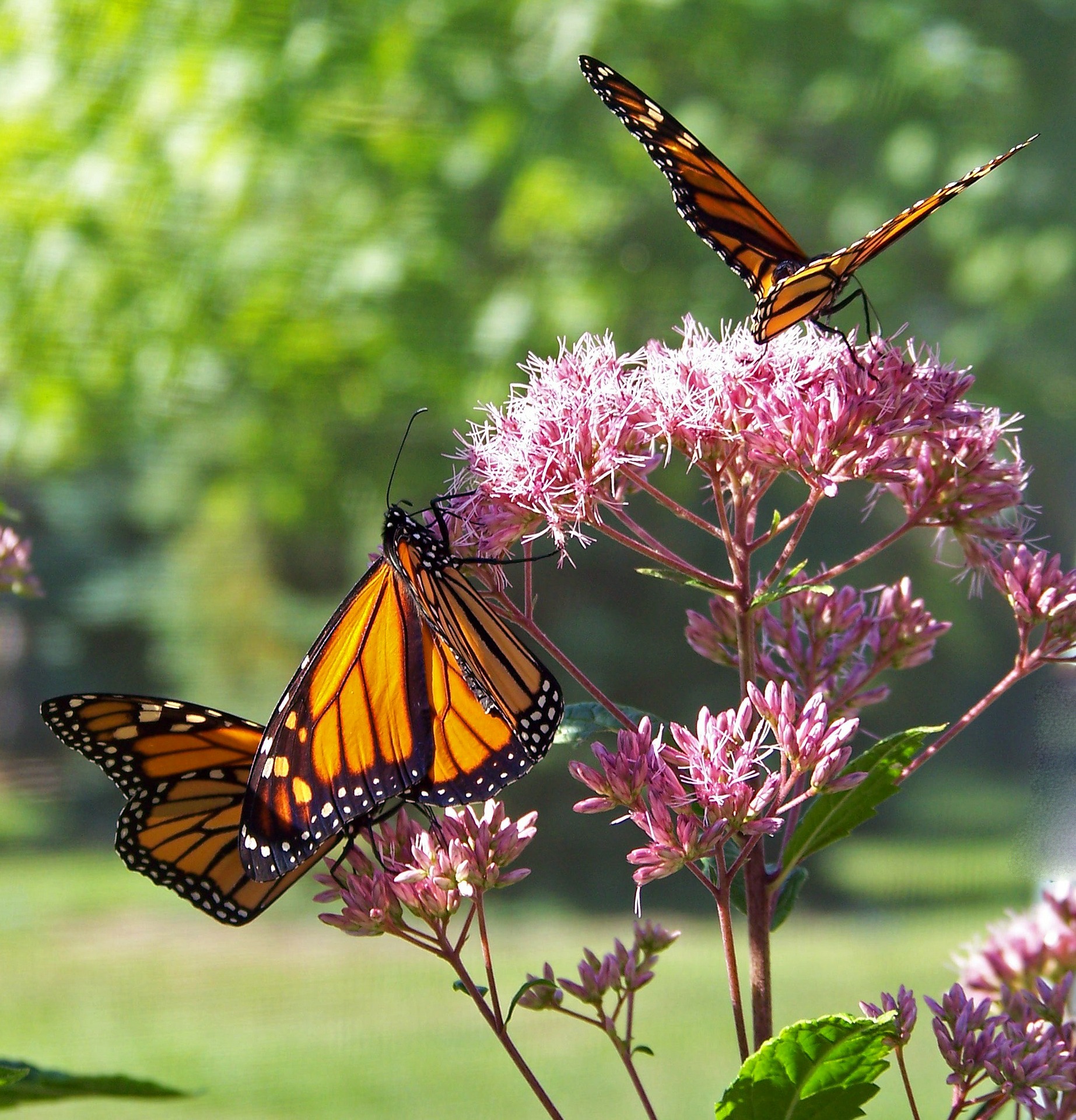 Monarch butterfly. PublicDomainPictures via Pixabay Creative Commons CC0